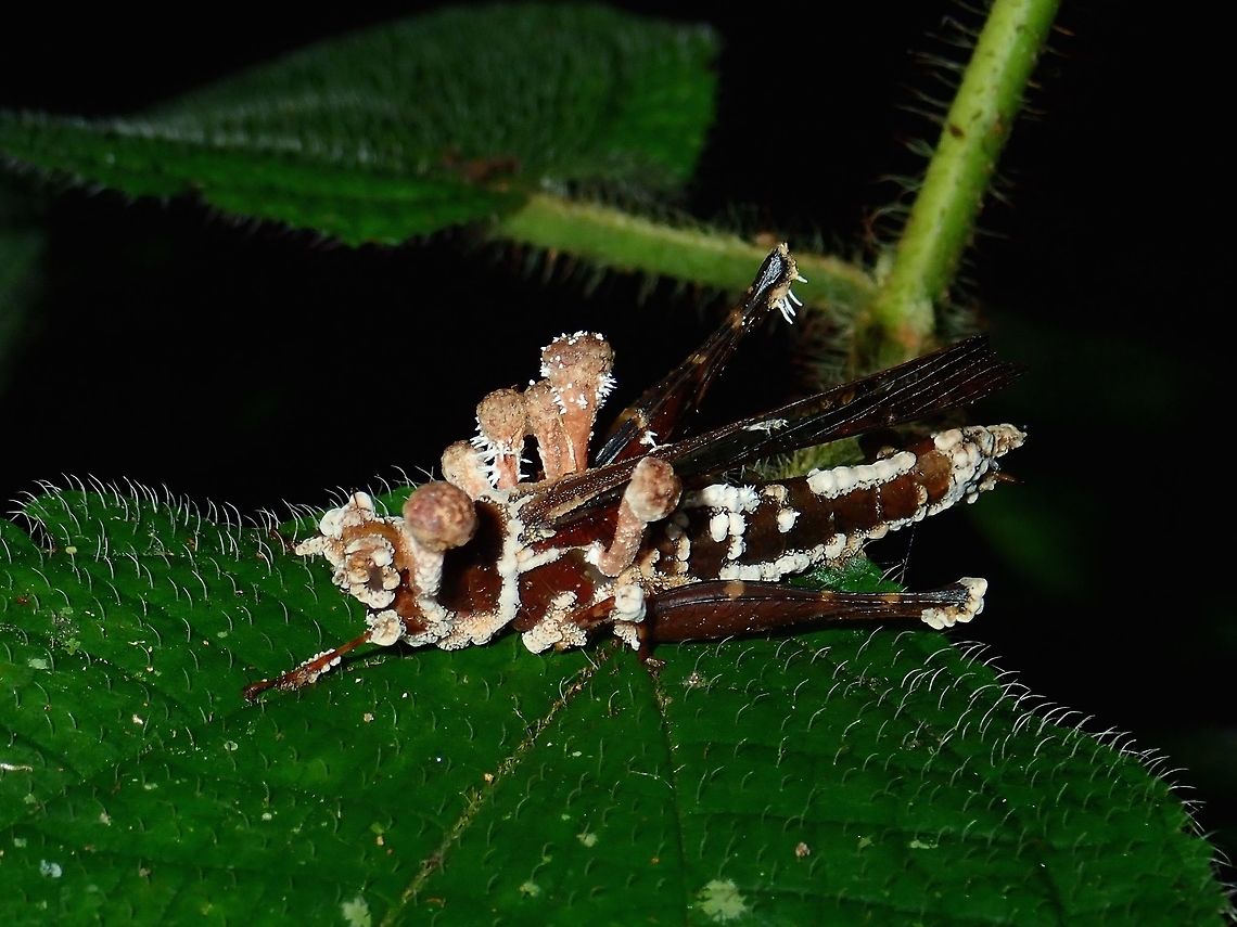 Grasshopper infected with Fungi A Grasshopper infected with fungi, the Grasshopper is already dead. Fall,Fungi,Geotagged,Grasshopper,Malaysia,Sabah,Tawau