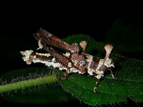 Fungi parasitising Grasshopper Fungi growing on a Grasshopper.
Am curious if its the Fungi that kills the Grasshopper or if its a dead Grasshopper with Fungi growing on it. Fall,Fungi,Geotagged,Malaysia,Parasite,Sabah,Tawau
