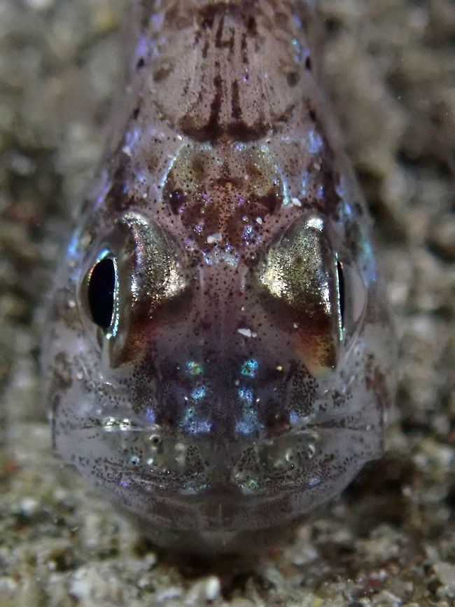 Mouthful full of Eggs Frostfin Cardinalfish - Apogon hoevenii is pale yellowish brown head and mauve body; white edged 1st dorsal fin, small white spot below base of last dorsal ray. <br />
<br />
Cardinalfishes are mouth brooders, meaning the incubates their eggs in their mouth and it is the males who does that.  During the incubation period, he doesn&#039;t feeds but may accidently swallows a few eggs when he &#039;spits and swallows&#039; the eggs to aerate them. Anilao,Batangas,Cardinalfish,Fish,Frostfin Cardinalfish,Geotagged,Ostorhinchus hoevenii,Philippines,Winter