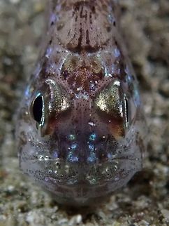 Mouthful full of Eggs Frostfin Cardinalfish - Apogon hoevenii is pale yellowish brown head and mauve body; white edged 1st dorsal fin, small white spot below base of last dorsal ray. 

Cardinalfishes are mouth brooders, meaning the incubates their eggs in their mouth and it is the males who does that.  During the incubation period, he doesn't feeds but may accidently swallows a few eggs when he 'spits and swallows' the eggs to aerate them. Anilao,Batangas,Cardinalfish,Fish,Frostfin Cardinalfish,Geotagged,Ostorhinchus hoevenii,Philippines,Winter