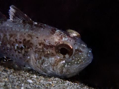 Frostfin Cardinalfish - Apogon hoevenii  Anilao,Batangas,Cardinalfish,Fish,Frostfin Cardinalfish,Geotagged,Ostorhinchus hoevenii,Philippines,Winter