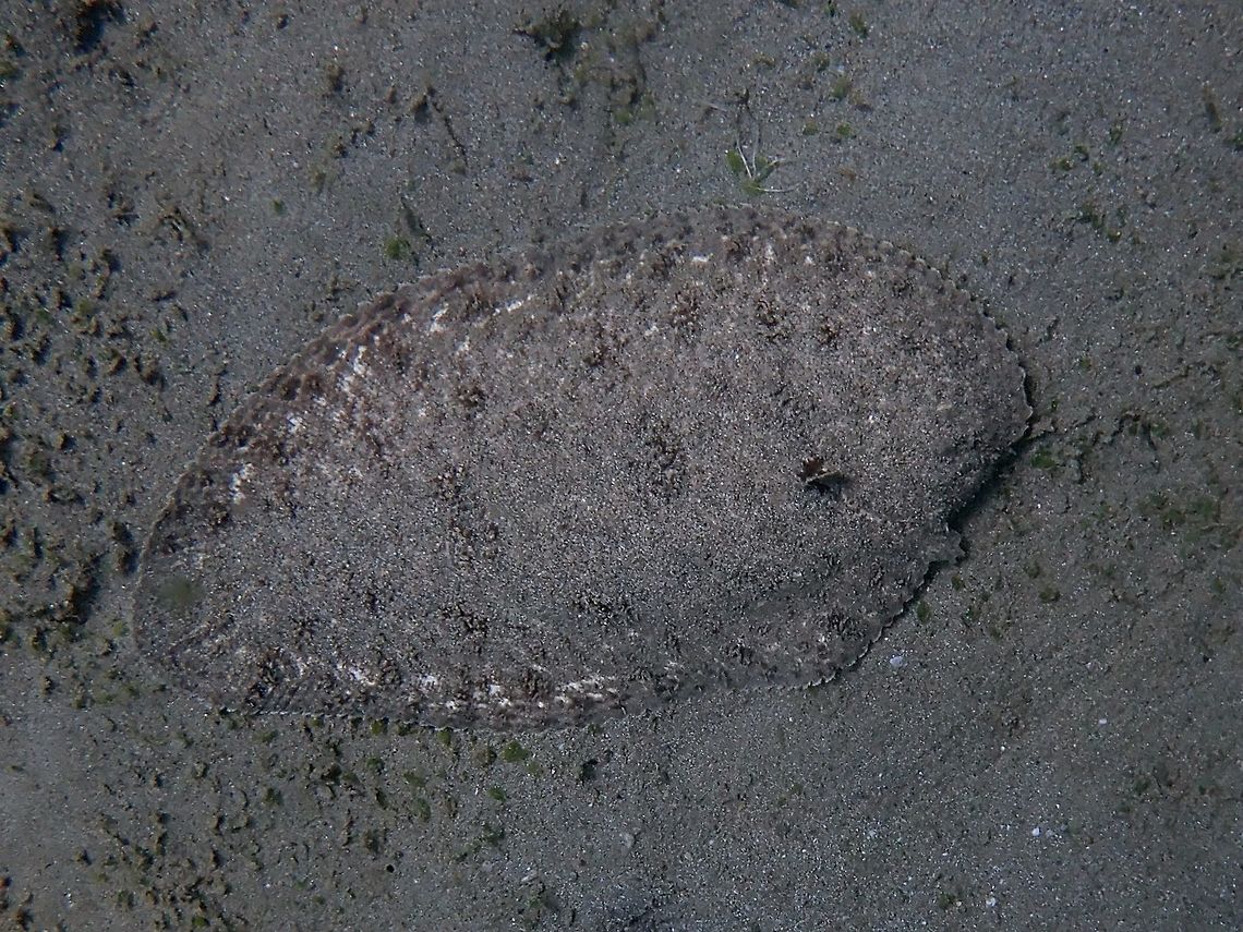 Perfect camouflage Margined Sole - Synaptura marginata blends in very well in the sandy bottom. Anilao,Batangas,Fish,Margined Sole,Philippines,Sole,Synaptura marginata