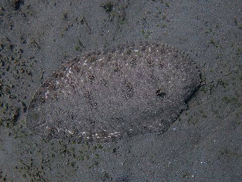 Perfect camouflage Margined Sole - Synaptura marginata blends in very well in the sandy bottom. Anilao,Batangas,Fish,Margined Sole,Philippines,Sole,Synaptura marginata