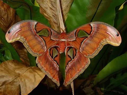 Silkmoth - Attacus lemairei  Attacus lemairei,Moth,Moth Week 2018,Palawan,Philippines,Silkmoth