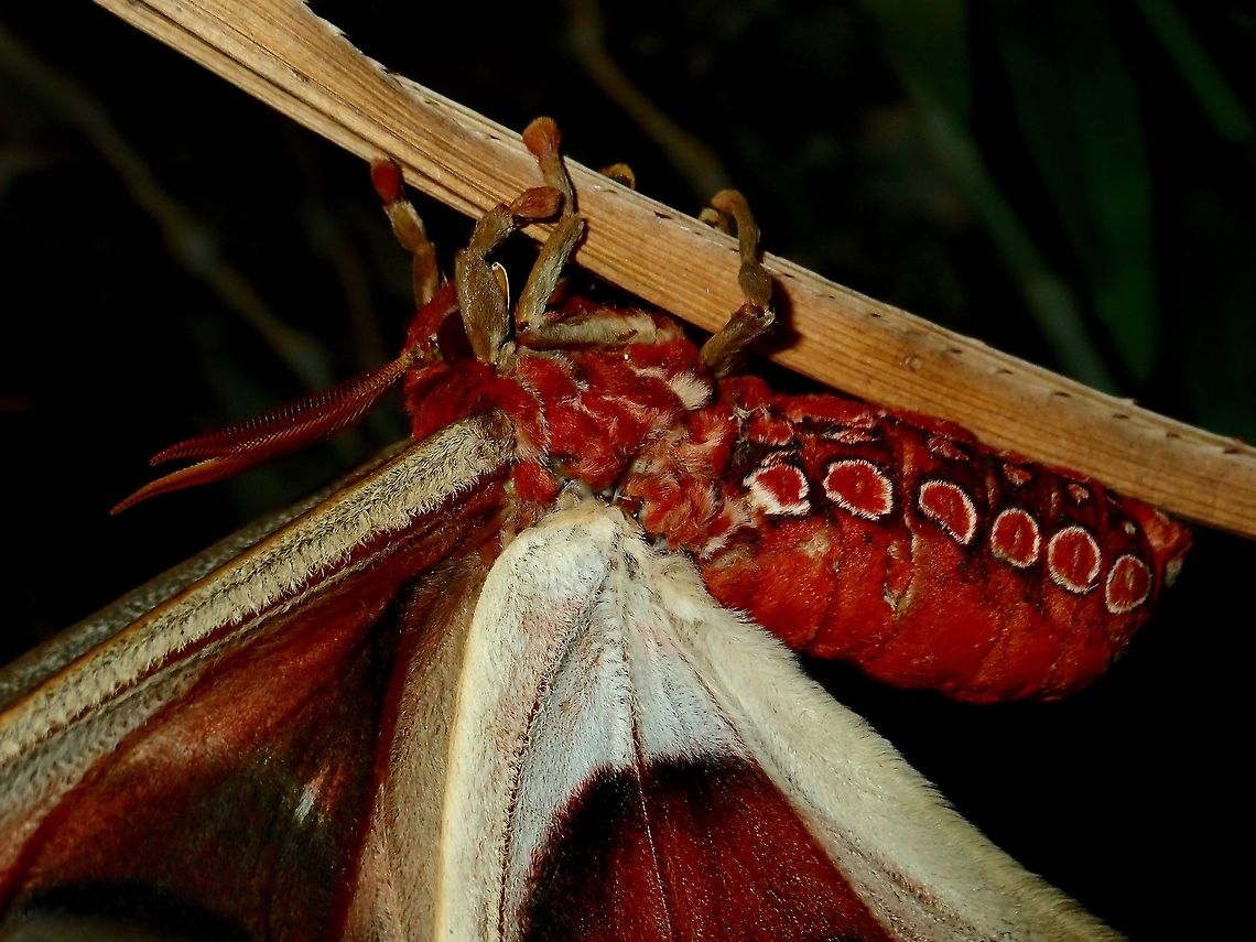 Close-up of Silkmoth - Attacus lemairei  Attacus lemairei,Moth,Palawan,Philippines,Silkmoth