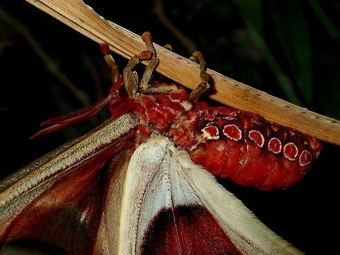 Close-up of Silkmoth - Attacus lemairei  Attacus lemairei,Moth,Palawan,Philippines,Silkmoth