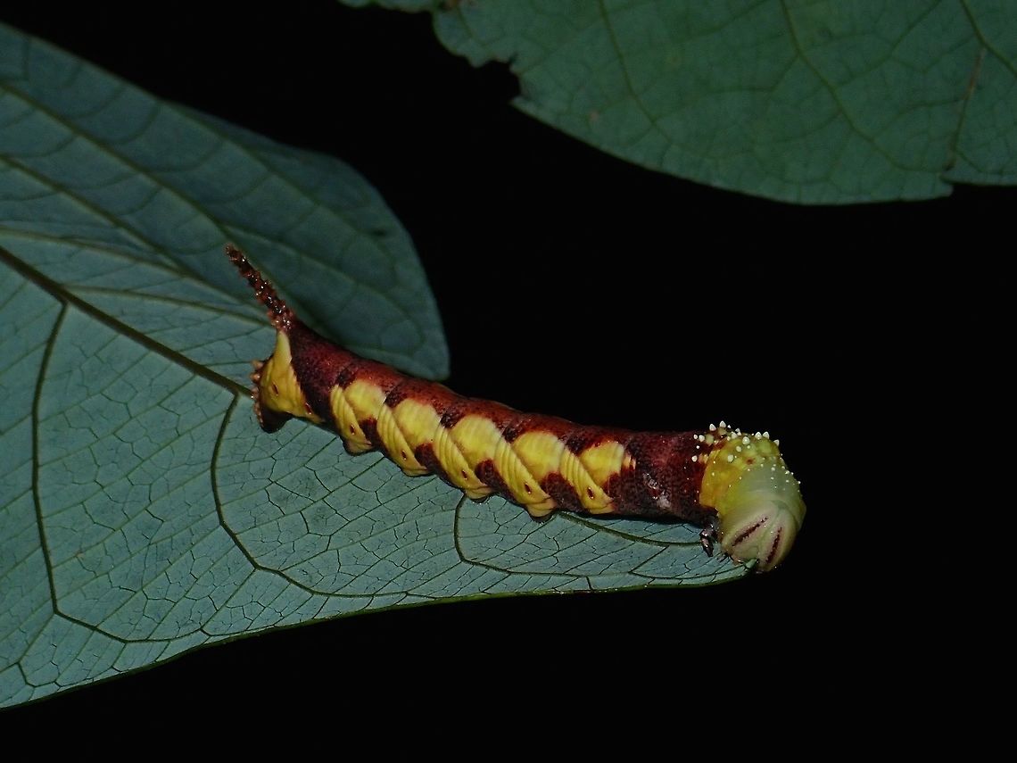Caterpillar Hawkmoth Caterpillar of Hawkmoth form the genus Psilogramma.<br />
 Hawkmoth,Moth,Philippines,Psilogramma,Psilogramma sp,Quezon