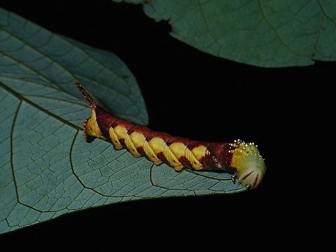 Caterpillar Hawkmoth Caterpillar of Hawkmoth form the genus Psilogramma.
 Hawkmoth,Moth,Philippines,Psilogramma,Psilogramma sp,Quezon