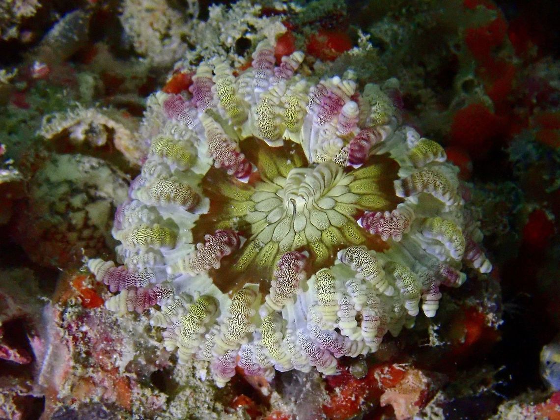 Beaded Sea Anemone - Heteractis aurora A Juvenile Beaded Sea Anemone - Heteractis aurora, just around 7-8 cm in circumference.<br />
Interesting colours on this Anemone - Yellow, White, Pink, Purple and shades in between. Anemone,Beaded sea anemone,Heteractis aurora,Mabul,Malaysia,Sabah