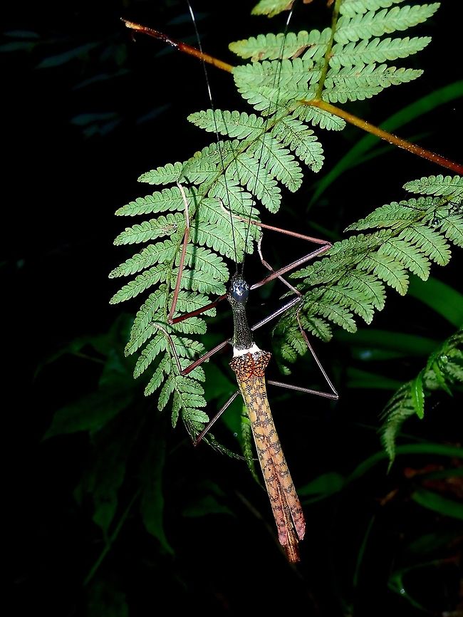 Stick Insect, Phasmid - Marmessoidea rubescens  Malaysia,Marmessoidea rubescens,Phasmid,Sabah,Stick Insect,Tawau