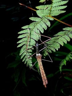 Stick Insect, Phasmid - Marmessoidea rubescens  Malaysia,Marmessoidea rubescens,Phasmid,Sabah,Stick Insect,Tawau