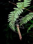 Stick Insect, Phasmid - Marmessoidea rubescens Malaysia,Marmessoidea rubescens,Phasmid,Sabah,Stick Insect,Tawau