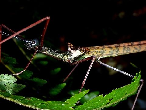 Stick Insect, Phasmid - Marmessoidea rubescens  Malaysia,Marmessoidea rubescens,Phasmid,Sabah,Stick Insect,Tawau