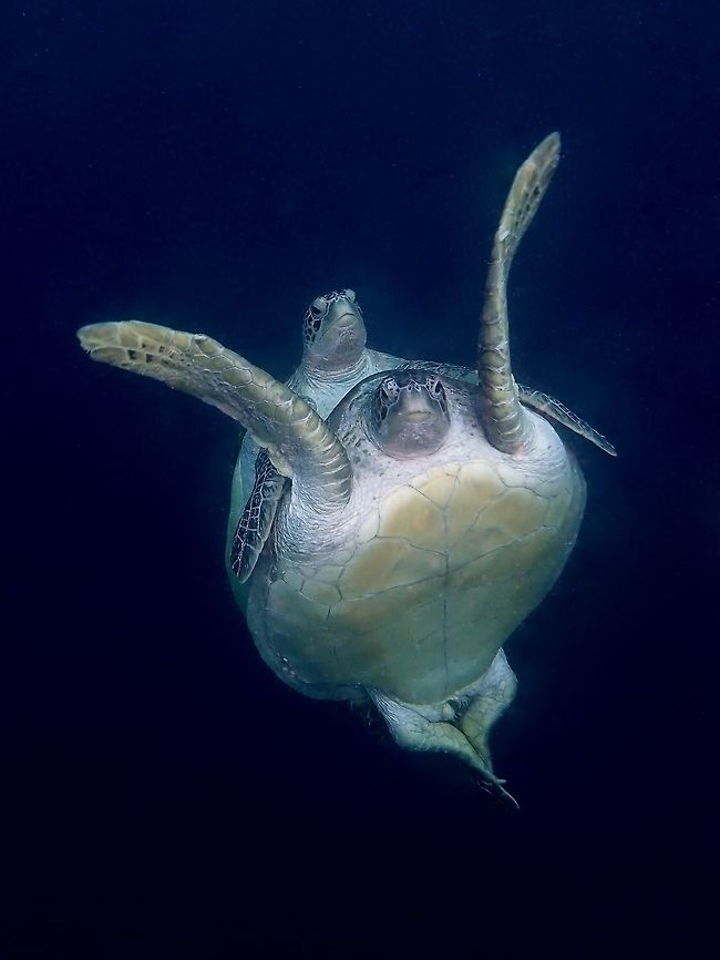 Whatcha looking at? A pair of Green Turtles - Chelonia mydas caught in the act! Chelonia mydas,Green sea turtle,Mabul,Malaysia,Sabah,Turtle