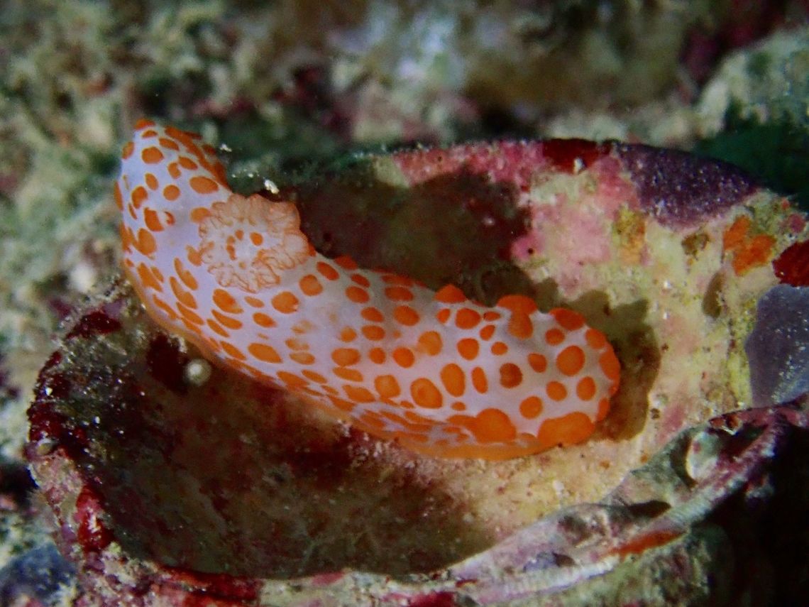 Nudibranch - Gymnodoris rubropapulosa Nudibranch from the genus Gymnodoris are known to prey on other smaller sized Nudibranch and other Sea Slugs/Hares.  However, I didn&#039;t get to see this one hunting and eating another Nudibranch during the dive. Gymnodoris rubropapulosa,Mabul,Malaysia,Nudibranch,Sabah