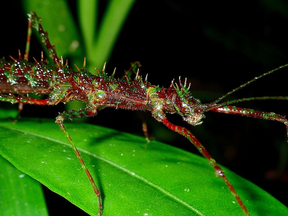 I'm Spiny! Adult female Phasmid of the sub-species Conogalactea imponens rabaeyae.<br />
<br />
This species was previously known as Galactea imponens rabaeyae. Conogalactea imponens rabaeyae,Galactea imponens rabayae,Malaysia,Phasmid,Sabah,Stick Insect,Tawau