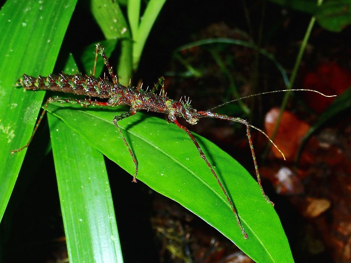 Stick Insect, Phasmid - Conogalactea imponens rabaeyae This sub-species was previous known as Galactea imponens rabaeyae in 2016 and reclassified to Conogalactea imponens rabaeyae in 2018.  Conogalactea imponens rabaeyae,Galactea imponens rabaeyae,Malaysia,Phasmid,Sabah,Stick Insect,Tawau