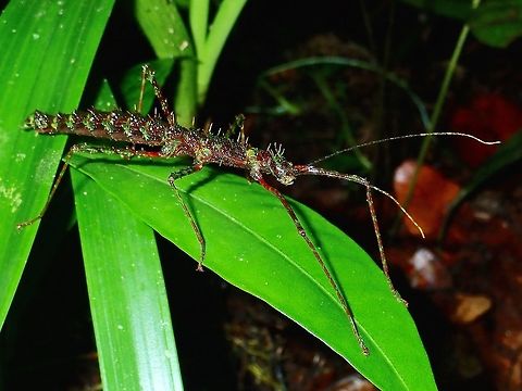 Stick Insect, Phasmid - Conogalactea imponens rabaeyae This sub-species was previous known as Galactea imponens rabaeyae in 2016 and reclassified to Conogalactea imponens rabaeyae in 2018.  Conogalactea imponens rabaeyae,Galactea imponens rabaeyae,Malaysia,Phasmid,Sabah,Stick Insect,Tawau