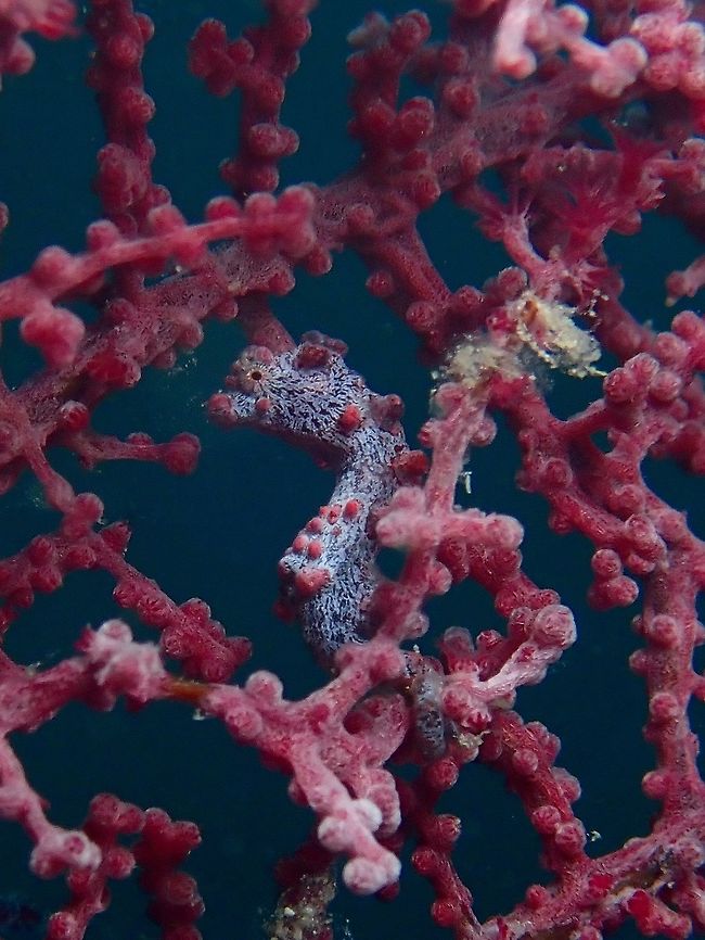 Bargibanti Pygmy Seahorse - Hippocampus bargibanti  Hippocampus bargibanti,Mabul,Malaysi,Pygmy seahorse,Sabah,Seahorse