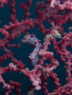 Bargibanti Pygmy Seahorse - Hippocampus bargibanti  Hippocampus bargibanti,Mabul,Malaysi,Pygmy seahorse,Sabah,Seahorse