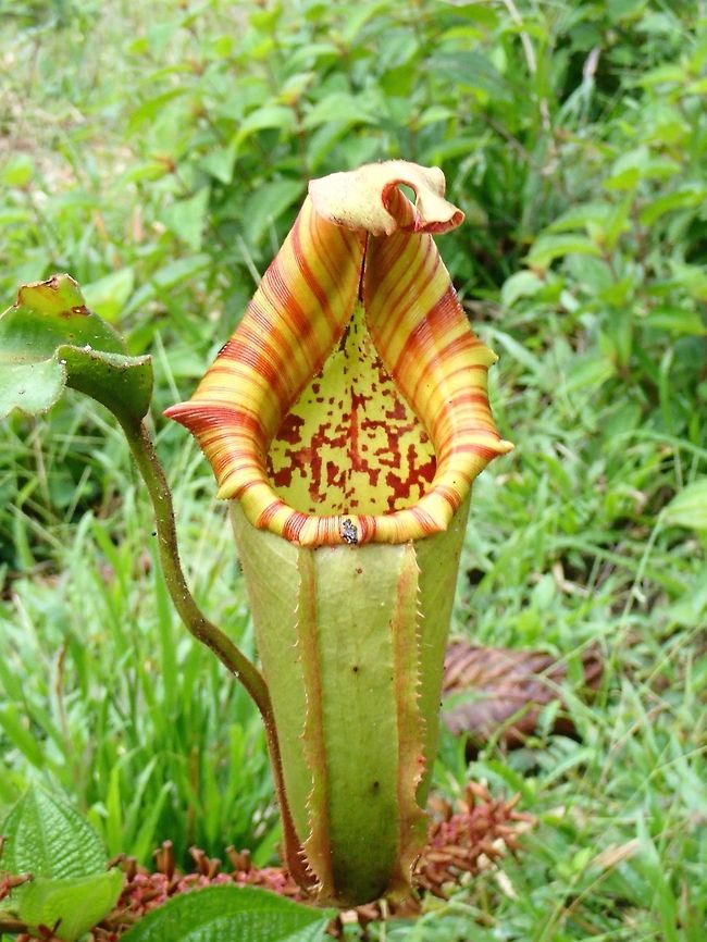 Veitch's Pitcher-Plant - Nepenthes veitchii Quite a large size Pitcher Plant, this was seen on the ground attached to a fallen tree. Malaysia,Nepenthes,Nepenthes veitchii,Pitcher Plant,Sabah,Tawau,Veitch's Pitcher Plant