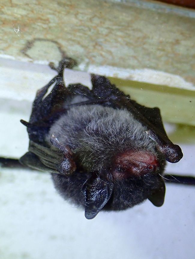 I'm sleeping This Nepalese Whiskered Bat also known as Wall-roosting Mouse-eared Bat - Myotis muricola are small in size.  This one was less than 4 cm in height.<br />
<br />
I found it just outside the window of the hostel accommodation at the Park when I checked into the room, a nice welcome :).<br />
<br />
Picture was taken through the glass panel of the window. Bat,Malaysia,Myotis muricola,Sabah,Tawau,Wall-roosting mouse-eared bat