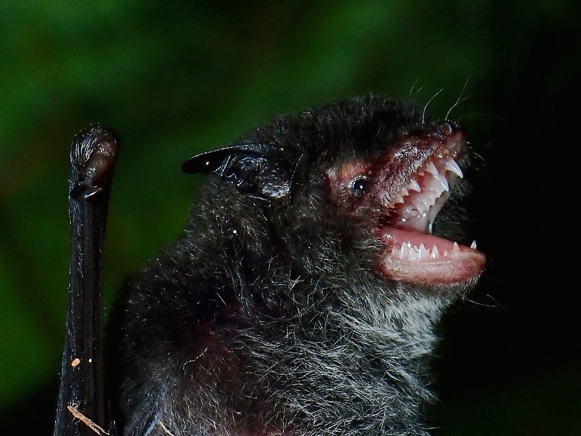 Nepalese Whiskered Bat/Wall-roosting Mouse-eared Bat - Myotis muricola This guy wasn&#039;t too happy when he had to be handled (collected) for measurements.<br />
<br />
I was part of an expedition team doing a survey of bio-diversity of Mt. Lucia which includes a group of Bat researchers from 2 local Universities who joined the expedition to help documents species of Bats that can be found from the Mountain and also to give their students some field experience in collecting bats using mist nets and subsequently collecting data about them.  All bats collected were eventually released. Bat,Malaysia,Myotis muricola,Sabah,Tawau,Wall-roosting mouse-eared bat
