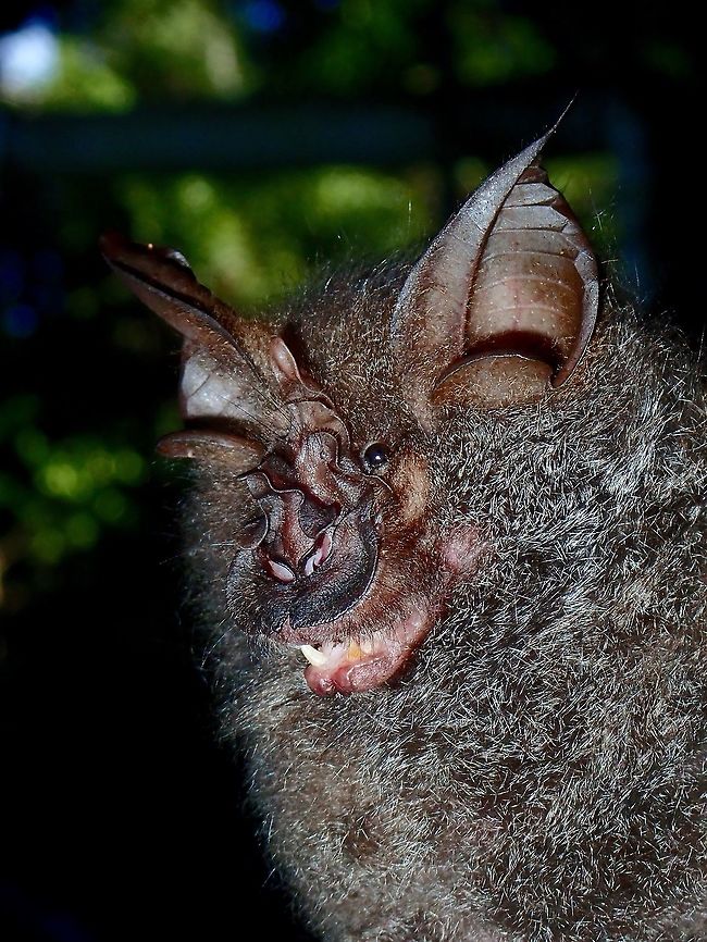 Great Wooly Horseshoe Bat - Rhinolophus luctus This Bats have a flattened nose which shaped like Horseshoe, hence the name. Bat,Great Wooly Horseshoe Bat,Malaysia,Rhinolophus luctus,Sabah,Tawau,Woolly horseshoe bat