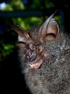 Great Wooly Horseshoe Bat - Rhinolophus luctus This Bats have a flattened nose which shaped like Horseshoe, hence the name. Bat,Great Wooly Horseshoe Bat,Malaysia,Rhinolophus luctus,Sabah,Tawau,Woolly horseshoe bat