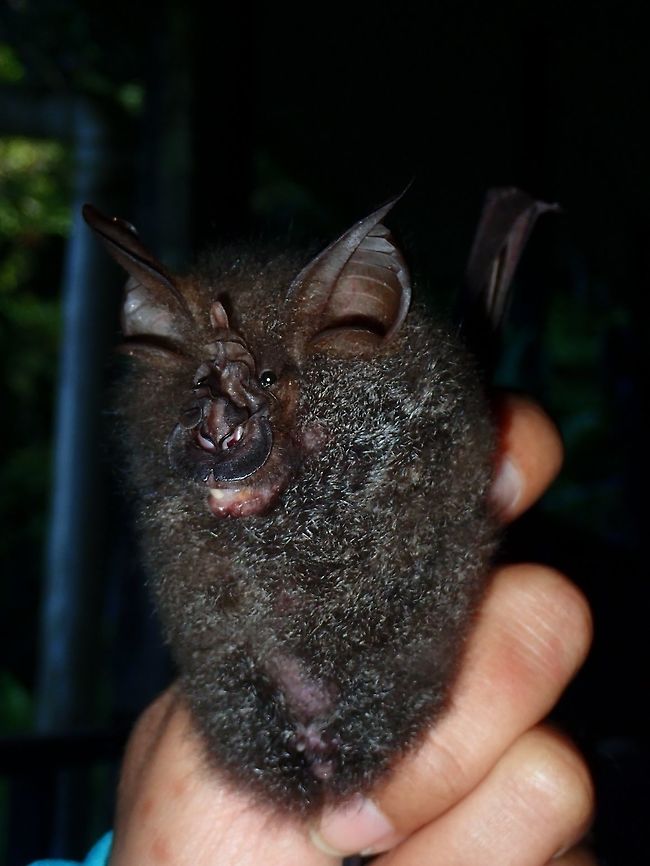 Great Wooly Horseshoe Bat - Rhinolophus luctus I was part of an expedition team doing a survey of bio-diversity of Mt. Lucia which includes a group of Bat researchers from 2 local Universities who joined the expedition to help documents species of Bats that can be found from the Mountain and also to give their students some field experience in collecting bats using mist nets and subsequently collecting data about them. All bats collected were eventually released. Bat,Great Wooly Horseshoe Bat,Malaysia,Rhinolophus luctus,Sabah,Tawau,Woolly horseshoe bat
