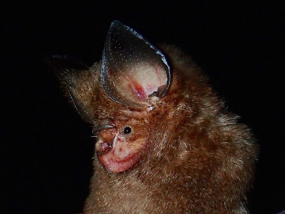 Dayak Leaf-nosed Bat - Hipposideros dyacorum The Dayak Leaf-nosed Bat - Hipposideros dyacorum occurs in the island of Borneo and Peninsular Malaysa.<br />
<br />
I was part of an expedition team doing a survey of bio-diversity of Mt. Lucia which includes a group of Bat researchers from 2 local Universities who joined the expedition to help documents species of Bats that can be found from the Mountain and also to give their students some field experience in collecting bats using mist nets and subsequently collecting data about them. All bats collected were eventually released. Bat,Dayak Leaf-nosed Bat,Dayak roundleaf bat,Hipposideros dyacorum,Malaysia,Sabah,Tawau
