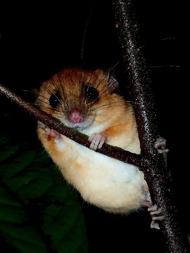 Cutie face The Large Pencil-tailed Tree Mouse - Chiropodomys major is a small size mouse with a very long tail.<br />
Saw this guy climbing up the small tree during a night walk, it stopped for a few minutes allowing me to get close to within a feet to take this picture.<br />
<br />
They are endemic to the island of Borneo. Chiropodomys major,Large pencil-tailed tree mouse,Malaysia,Mouse,Sabah,Tawau