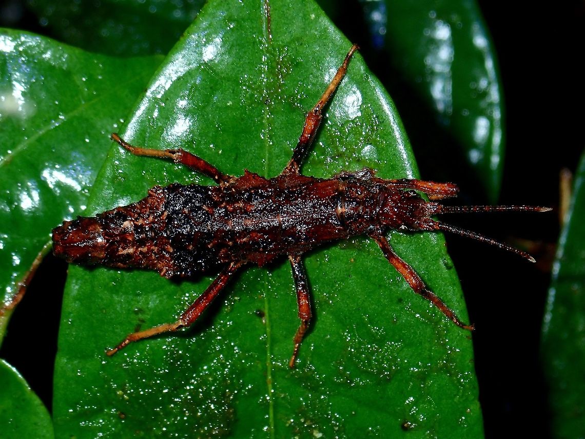 Female Phasmid Female Phasmid of the sub-species of Dares verrucosus tawauensis, this sub-species is recorded from Tawau Hills Park. Dares verrucosus tawauensis,Malaysia,Phasmid,Sabah,Stick Insect,Tawau