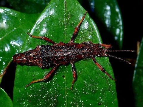 Female Phasmid Female Phasmid of the sub-species of Dares verrucosus tawauensis, this sub-species is recorded from Tawau Hills Park. Dares verrucosus tawauensis,Malaysia,Phasmid,Sabah,Stick Insect,Tawau