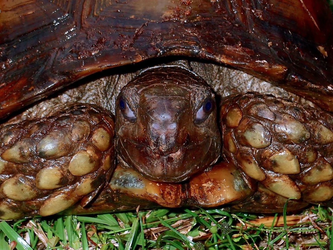 Staring at you Asian Forest Tortoise - Manouria emys, a surprise find up in the mountain at nearly 900 masl. Asian forest tortoise,Malaysia,Manouria emys,Sabah,Tawau,Tortoise