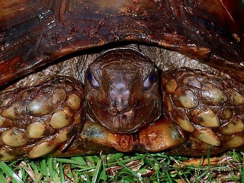 Staring at you Asian Forest Tortoise - Manouria emys, a surprise find up in the mountain at nearly 900 masl. Asian forest tortoise,Malaysia,Manouria emys,Sabah,Tawau,Tortoise