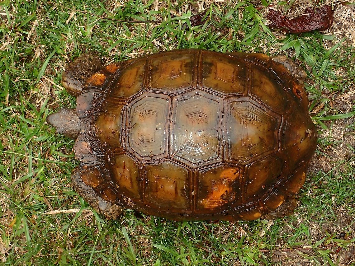 Asian Forest Tortoise - Manouria emys This Asian Forest Tortoise - Manouria emys was found by one of the Ranger in the forest and he brought it back to show to us.  He explained that this particular Tortoise have been 'captured' before as the shell has a round hole drilled to it on the back, which he believes the 'captor' use to tie a rope to it.  Good thing either this Tortoise has escaped or was released. Asian forest tortoise,Malaysia,Manouria emys,Sabah,Tawau,Tortoise