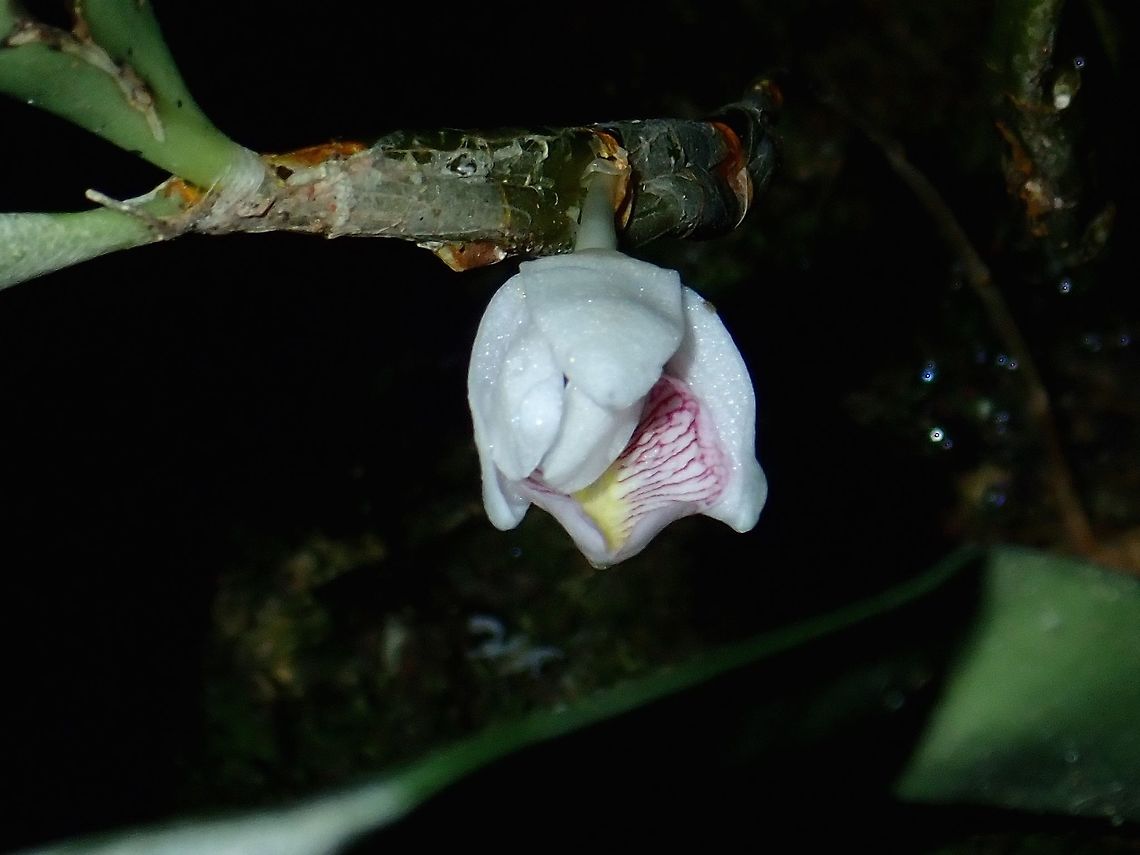 Orchid The flower of this Orchid is very small, around 1 cm. It is just one flower from the main plant, instead of from a stem with a bunch of flowers, typical of Orchids.<br />
<figure class="photo"><a href="https://www.jungledragon.com/image/57096/orchid.html" title="Orchid"><img src="https://s3.amazonaws.com/media.jungledragon.com/images/2994/57096_thumb.jpg?AWSAccessKeyId=05GMT0V3GWVNE7GGM1R2&Expires=1770854410&Signature=ncqupf7uwvg7vhy2P%2FLl2ygjj1k%3D" width="200" height="150" alt="Orchid The whole plant of the Orchid showing just the single flower bud.<br />
https://www.jungledragon.com/image/57095/orchid.html Flower,Malaysia,Orchid,Sabah,Tawau" /></a></figure> Flower,Malaysia,Orchid,Sabah,Tawau