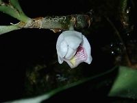 Orchid The flower of this Orchid is very small, around 1 cm. It is just one flower from the main plant, instead of from a stem with a bunch of flowers, typical of Orchids.<br />
https://www.jungledragon.com/image/57096/orchid.html Flower,Malaysia,Orchid,Sabah,Tawau