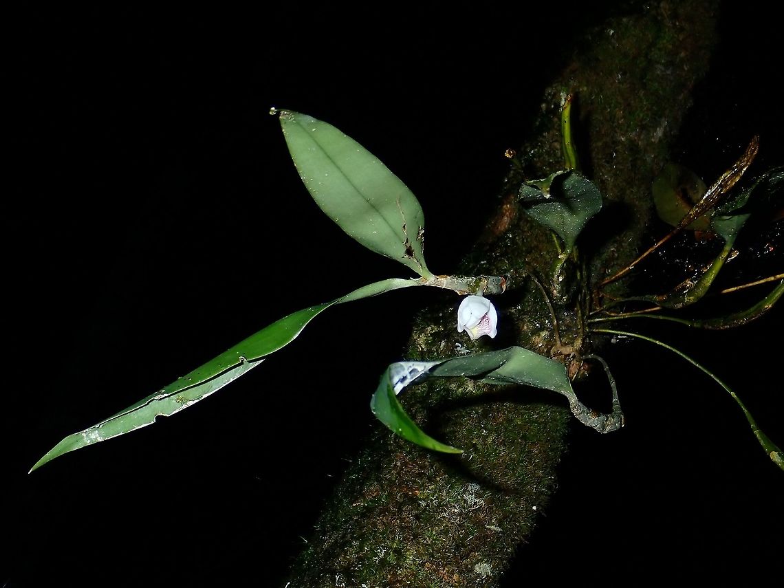 Orchid The whole plant of the Orchid showing just the single flower bud.<br />
<figure class="photo"><a href="https://www.jungledragon.com/image/57095/orchid.html" title="Orchid"><img src="https://s3.amazonaws.com/media.jungledragon.com/images/2994/57095_thumb.jpg?AWSAccessKeyId=05GMT0V3GWVNE7GGM1R2&Expires=1770854410&Signature=RVLP9%2BNvCuIczAeyvhNfHpa9JGI%3D" width="200" height="152" alt="Orchid The flower of this Orchid is very small, around 1 cm. It is just one flower from the main plant, instead of from a stem with a bunch of flowers, typical of Orchids.<br />
https://www.jungledragon.com/image/57096/orchid.html Flower,Malaysia,Orchid,Sabah,Tawau" /></a></figure> Flower,Malaysia,Orchid,Sabah,Tawau