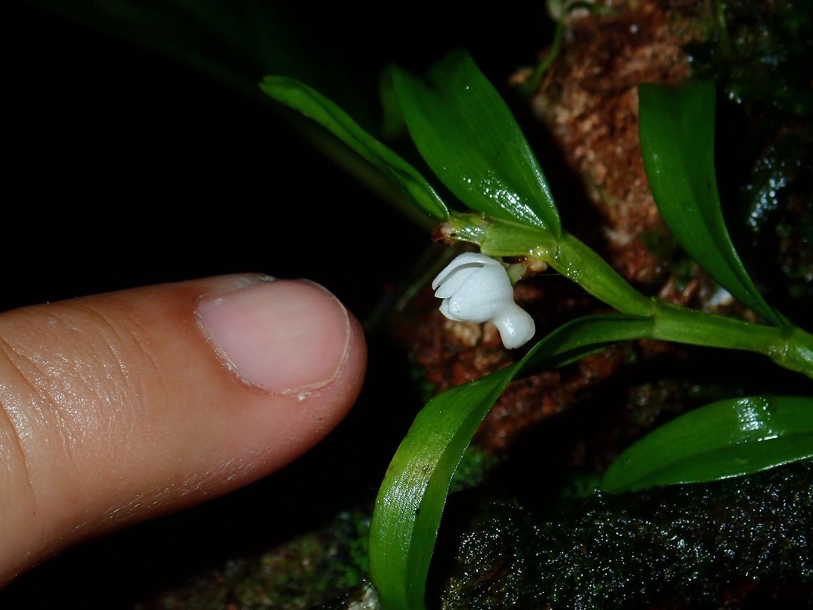 Tiny Orchid - Eriinae A tiny Orchid with my pinky finger next to it for size reference.<br />
<figure class="photo"><a href="https://www.jungledragon.com/image/57098/orchid_-_eriinae.html" title="Orchid - Eriinae"><img src="https://s3.amazonaws.com/media.jungledragon.com/images/2994/57098_thumb.jpg?AWSAccessKeyId=05GMT0V3GWVNE7GGM1R2&Expires=1759968010&Signature=AgSvfKxE6q7K6OhT1E56REHWgyc%3D" width="200" height="152" alt="Orchid - Eriinae A tiny Orchid, less than 1 cm in size.<br />
https://www.jungledragon.com/image/57097/tiny_orchid.html Eriinae,Flower,Malaysia,Orchid,Sabah,Tawau" /></a></figure> Eriinae,Flower,Malaysia,Orchid,Sabah,Tawau