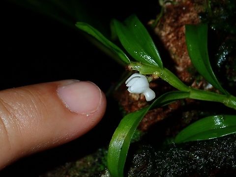 Tiny Orchid - Eriinae A tiny Orchid with my pinky finger next to it for size reference.
https://www.jungledragon.com/image/57098/orchid.html Eriinae,Flower,Malaysia,Orchid,Sabah,Tawau
