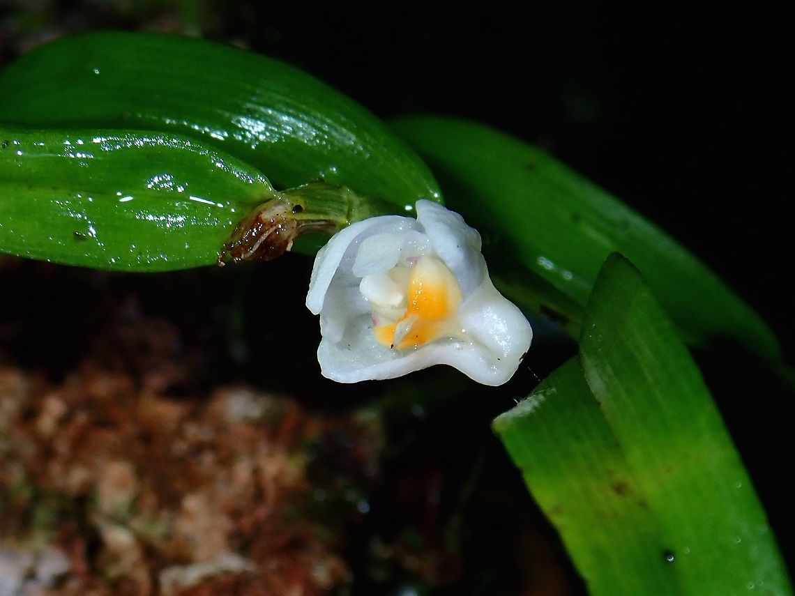 Orchid - Eriinae A tiny Orchid, less than 1 cm in size.<br />
<figure class="photo"><a href="https://www.jungledragon.com/image/57097/tiny_orchid_-_eriinae.html" title="Tiny Orchid - Eriinae"><img src="https://s3.amazonaws.com/media.jungledragon.com/images/2994/57097_thumb.jpg?AWSAccessKeyId=05GMT0V3GWVNE7GGM1R2&Expires=1770854410&Signature=GIQXw0AaKEgHsp1REKTfpePm0AY%3D" width="200" height="150" alt="Tiny Orchid - Eriinae A tiny Orchid with my pinky finger next to it for size reference.<br />
https://www.jungledragon.com/image/57098/orchid.html Eriinae,Flower,Malaysia,Orchid,Sabah,Tawau" /></a></figure> Eriinae,Flower,Malaysia,Orchid,Sabah,Tawau
