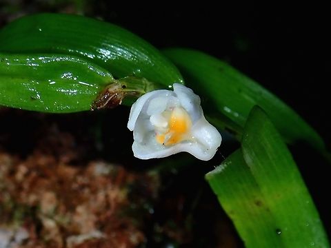 Orchid - Eriinae A tiny Orchid, less than 1 cm in size.
https://www.jungledragon.com/image/57097/tiny_orchid.html Eriinae,Flower,Malaysia,Orchid,Sabah,Tawau