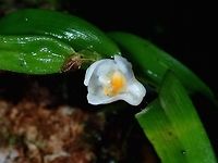 Orchid - Eriinae A tiny Orchid, less than 1 cm in size.<br />
https://www.jungledragon.com/image/57097/tiny_orchid.html Eriinae,Flower,Malaysia,Orchid,Sabah,Tawau