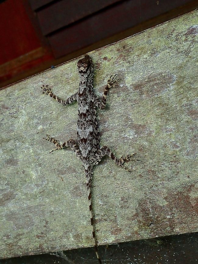 Flying Lizard - Draco volans The name Flying Lizard can be misleading as they don't fly but actually glide using the skin flap between their legs.  They only do that when they are high up in the tree canopy and gliding down is the fastest to get to the lower level. Draco fimbriatus,Draco volans,Flying Lizard,Fringed Flying Dragon,Lizard,Malaysia,Sabah,Tawau