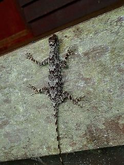 Fringed Flying Dragon