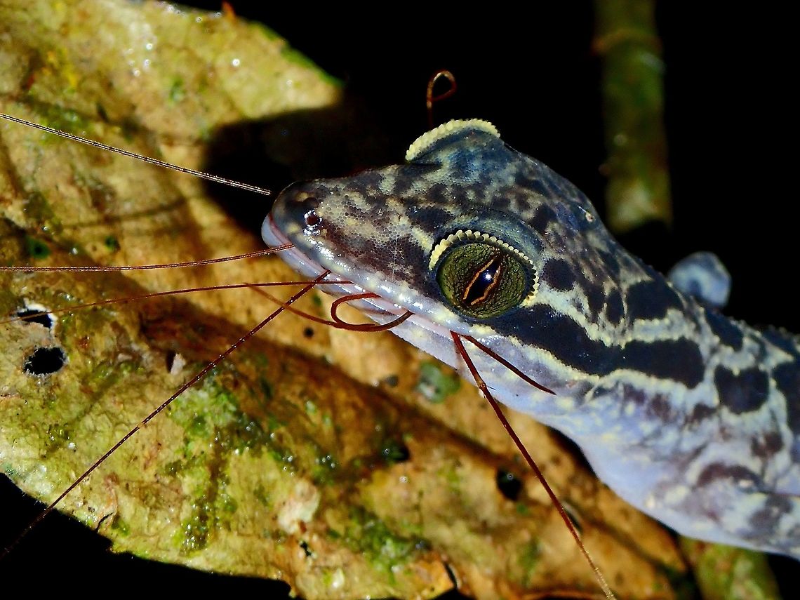 Meal with many legs I had originailly thought this was a Yoshi&#039;s Bow-fingered Gecko - Cyrtodactylus yoshii but was corrected by ChunXingWong to this less common Sabah bow-fingered gecko - Cyrtodactylus ingeri<br />
<br />
It was seen having a meal with many legs, possibly Long-legged Centipede. Cyrtodactylus ingeri,Gecko,Malaysia,Sabah,Sabah Bow-Fingered Gecko,Tawau