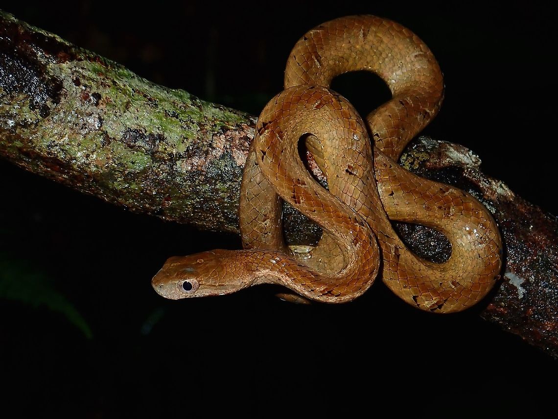 Common Mock Viper - Psammodynastes pulverulentus This Common Mock Viper - Psammodynastes pulverulentus was really the most common snake seen during the trip with several of them spotted and seen by everyone. Common mock viper,Malaysia,Psammodynastes pulverulentus,Sabah,Snake,Tawau,Viper
