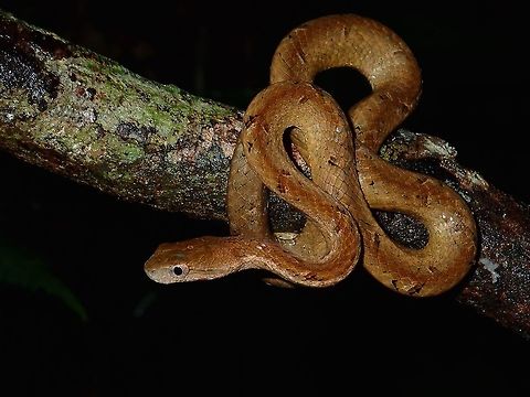 Common Mock Viper - Psammodynastes pulverulentus This Common Mock Viper - Psammodynastes pulverulentus was really the most common snake seen during the trip with several of them spotted and seen by everyone. Common mock viper,Malaysia,Psammodynastes pulverulentus,Sabah,Snake,Tawau,Viper